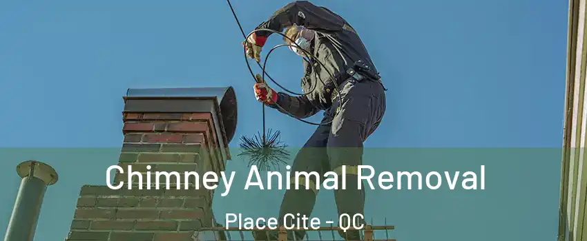 Chimney Animal Removal Place Cite - QC