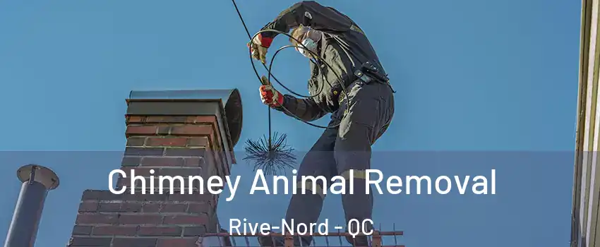 Chimney Animal Removal Rive-Nord - QC