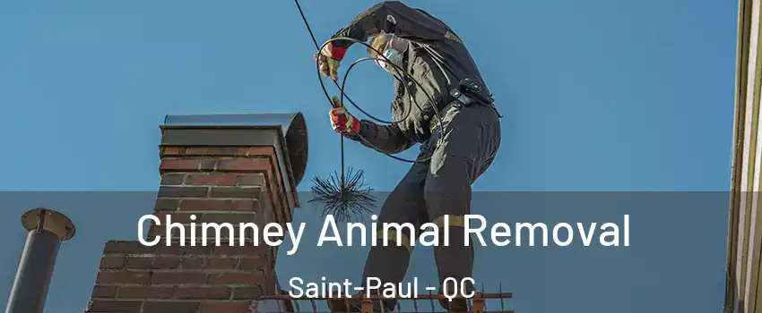 Chimney Animal Removal Saint-Paul - QC