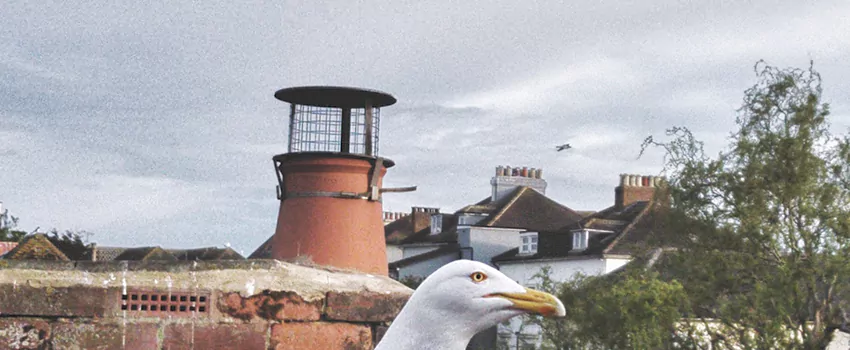 Chimney Cap Bird Guard Repair in Saint-Paul, Quebec